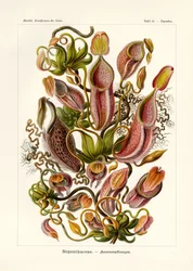 Nepenthaceae, 1899-1904
