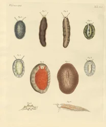 New-foundes orme (farvet gravering)