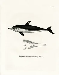 New Zealand Dolphin (farvet indgravering)