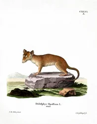 Nordamerikansk Opossum (farvet gravering)