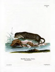 North American Otter (farvet gravering)