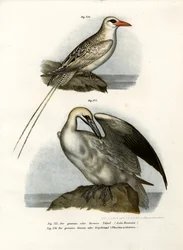 Northern Gannet, 1864