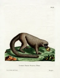 Northern Olingo (farvet gravering)