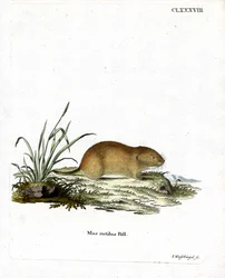 Northern Red-backed Vole (farvet indgravering)