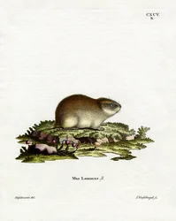 Norway Lemming (farvet gravering)