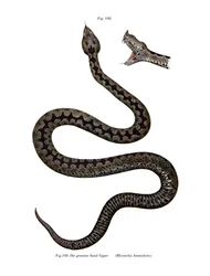 Næsehornet hugorm (farve litho)