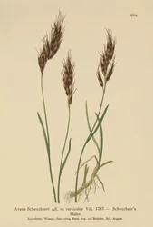Havregræs (Avena Scheuchzeri, Avena versicolor, Avena alpina)