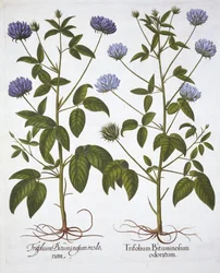 Enblomstrede kløvere, fra Hortus Eystettensis, af Basil Besler (1561-1629), pub. 1613 (håndkoloreret gravering)