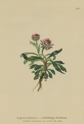 Oneflower Fleabane (Erigeron uniflorus)