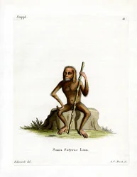 Orang-Outang (farvet gravering)