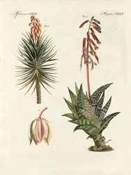Prydplante (farvet gravering)