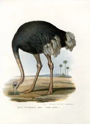 Struds, 1864