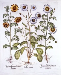 Oxe Eye Daisy og Crown Daisy, fra Hortus Eystettensis, af Basil Besler (1561-1629), pub. 1613 (håndfarvet gravering)