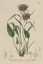 Oxford Rampion (Phyteuma Scheuchzeri)