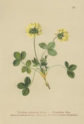 Bleg kløver (Trifolium pallescens)
