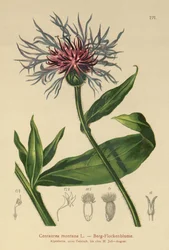 Flerårig kornblomst (Centaurea montana)