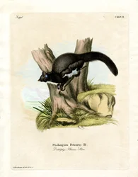 Petaurine Opossum (farvet gravering)