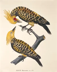 Picus Flavescens, fra 