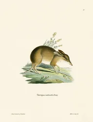 Pig-footed Bandicoot (farvet gravering)