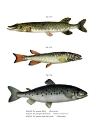 Gedde (farve litho)