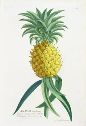 Ananas graveret af Johann Jakob Haid (1704-67)