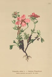 Pink Klokkelyng (Potentilla nitida)