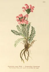 Lyserød Lusewort (Pedicularis rosea)