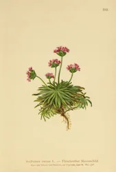 Pink Rock Jasmin (Androsace carnea)