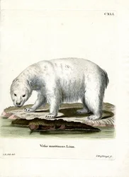 Isbjørn (farvet indgravering)