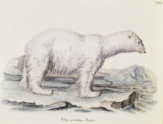 Isbjørn (Ursus maritimus), fra Pattedyr illustreret fra Nature med beskrivelser, af Johann Christian Daniel von Schreber (1739-1810), gravering af IC Bock efter tegning af Marechal, bind 3, tabel 141, Tyskland