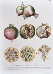 Granatæble, graveret af Johann Jakob Haid (1704-67) tallerken 72 fra en botanisk bog, pub. af Augustus Vind