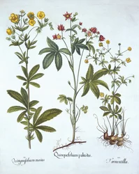 Potentillas, fra Hortus Eystettensis, af Basil Besler (1561-1629), pub. 1613 (håndkoloreret gravering)