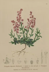 Foralpin mælkeurt (Polygala alpestris, Polygala amara var. aut. pl., Polygala brachyptera)