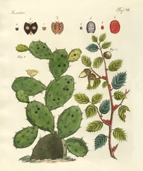 Ædle insekter