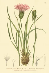 Lilla hugorm (Scorzonera rosea, Scorzonera purpurea subsp. rosea)