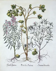 Portulak, Summer Savory og Winter Savory, fra Hortus Eystettensis, af Basil Besler (1561-1629), pub. 1613 (håndkoloreret gravering)