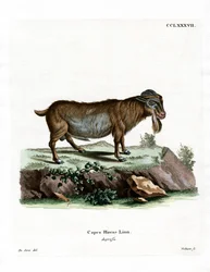 Pygmæged (farvet gravering)