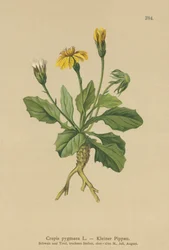 Dværgfalk (Crepis pygmaea, Hieracium pumilum)
