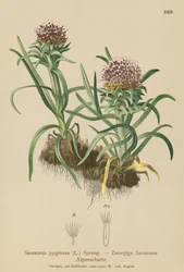 Dværg-Saussurea (Saussurea pygmaea)