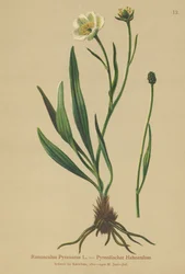 Pyrenæisk Kragefod (Ranunculus Pyrenaeus)