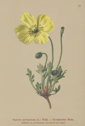 Pyrenæisk valmue (Papaver pyrenaeicum, Papaver alpinum sub.)