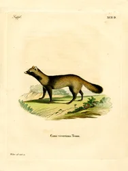 Raccoon Dog (farvet indgravering)