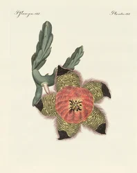 Sjældne afrikanske planter (farvet gravering)