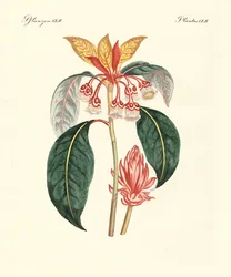 Sjældne kinesiske planter (farvet gravering)