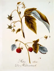 Hindbær, illustration fra en bog med tyske vilde blomster af Johann Daniel von Reitter, udgivet ca. 1803-5