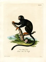 Red-handed Tamarin (farvet gravering)