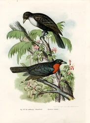 Rødfrugt Frugtkrage, 1864