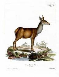 Rødhjort (farvet gravering)