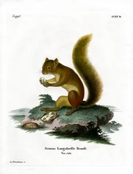 Rødt egern (farvet gravering)