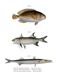Red Yewel (farve litho)
